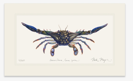 Blue Crab, Claws Out - Dungeness Crab, HD Png Download, Transparent PNG