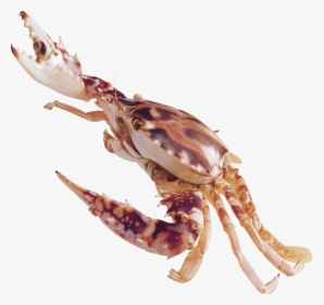 Crab Png - Crustaceans Png, Transparent Png, Transparent PNG