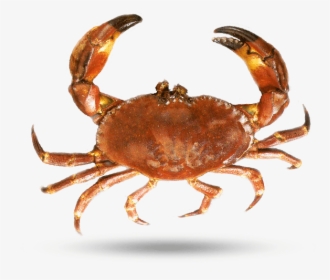 Florida Stone Crab - Dungeness Crab, HD Png Download, Transparent PNG