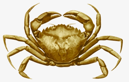 Crab 4 Clip Arts - Cancer Pagurus, HD Png Download, Transparent PNG