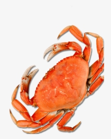 Crab - Harbor Crab, HD Png Download, Transparent PNG
