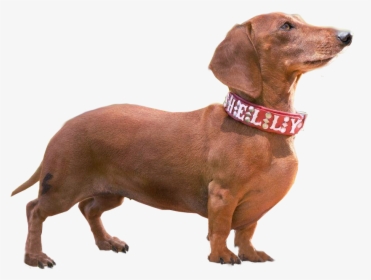 Weiner Dog Png - Wiener Dog Transparent Background, Png Download, Transparent PNG
