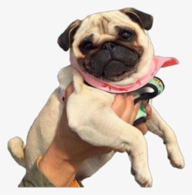 #pug #png - Pug Png, Transparent Png, Transparent PNG