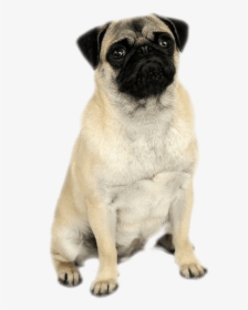 Pug Png, Transparent Png, Transparent PNG