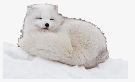 Transparent Arctic Fox Png - Cute Baby Arctic Fox, Png Download, Transparent PNG
