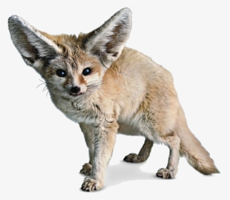 Red Fox Fennec Fox Sahara - Fennec Fox White Background, HD Png Download, Transparent PNG