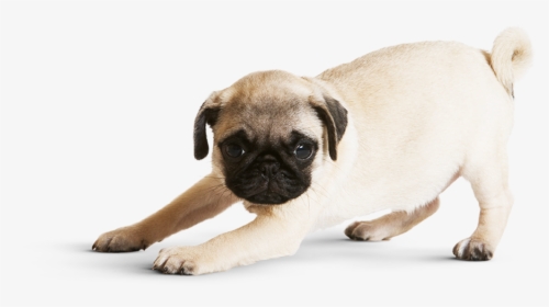 Non Wrinkly Pug, HD Png Download, Transparent PNG