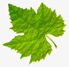 Grape Vine Leaf Png Image - Transparent Background Leaf Png, Png Download, Transparent PNG