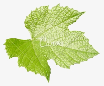 Leaf,plant,flower,grape Leaves,flowering Maple - Vitis, HD Png Download, Transparent PNG