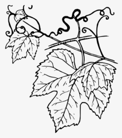 Ivy Clipart Grape Leave - Grapevine Leaves Clip Art, HD Png Download, Transparent PNG