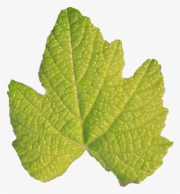 Herb,plant,grape Leaves - Hojas Sin Tallo, HD Png Download, Transparent PNG