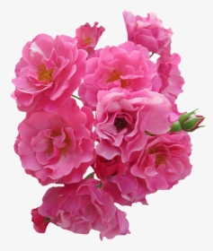 Rosas, Rosa, Flores, Rosas De Jardín, La Naturaleza - Real Pink Flowers Png, Transparent Png, Transparent PNG