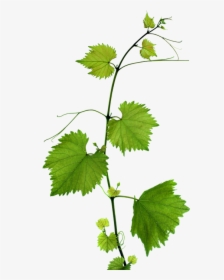 Grape Leaves Background, HD Png Download, Transparent PNG
