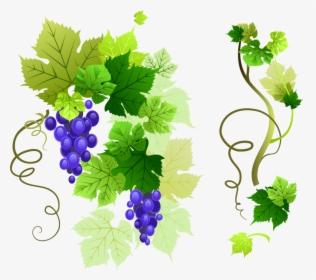 Vine - Grape Vine Vector Png, Transparent Png, Transparent PNG