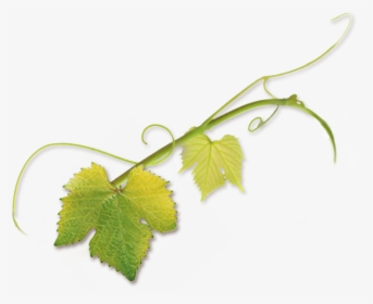 Grape Vine Tendril, HD Png Download, Transparent PNG