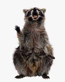 Raccoon Png, Transparent Png, Transparent PNG