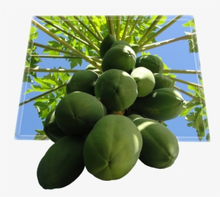 Tree Papaya Png, Transparent Png, Transparent PNG