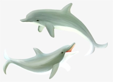 Common Bottlenose Dolphin, HD Png Download, Transparent PNG