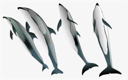 Transparent Dolphin Silhouette Png - Pacific White Sided Dolphin Png, Png Download, Transparent PNG