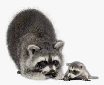 Raccoon Png - Raccoons Transparent Background, Png Download, Transparent PNG
