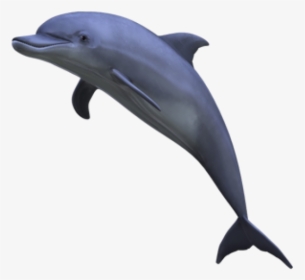 Dolphin Jumping Png - Aesthetic Dolphin Png, Transparent Png, Transparent PNG