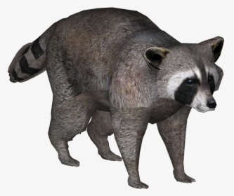 Zoo Tycoon 2 Raccoon, HD Png Download, Transparent PNG