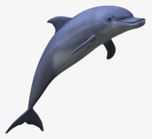 Dolphin Medium Size Png - Dolphin Png, Transparent Png, Transparent PNG