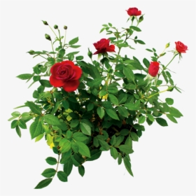 Цветок Розы, Куст Розы Красной, Rose Flower, Rose Bush - Rose Bush Transparent Background, HD Png Download, Transparent PNG