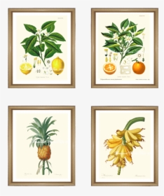 4 Tropical Fruit Prints Set - Framed Botanical Vintage Prints, HD Png Download, Transparent PNG