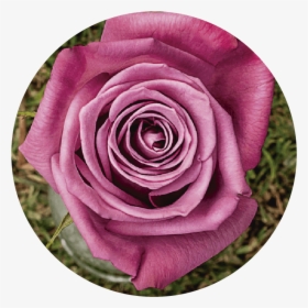 Floribunda, HD Png Download, Transparent PNG
