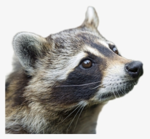 Raccoon Png Image - Raccoon Profile, Transparent Png, Transparent PNG