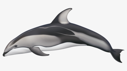 Clip Art Dolphin Black And White - Pacific White Sided Dolphin Coloration, HD Png Download, Transparent PNG