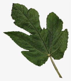 Fig Leaf Png, Transparent Png, Transparent PNG