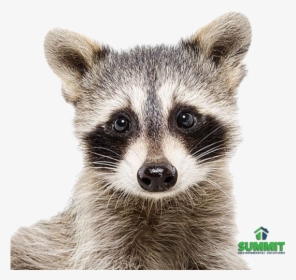 Baby Raccoon Painting, HD Png Download, Transparent PNG