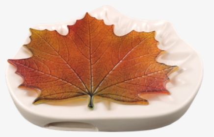 Maple Leaf Mold, HD Png Download, Transparent PNG
