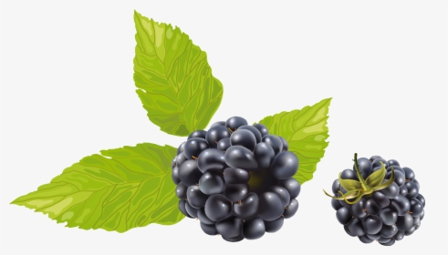 Blackberry With Leaves Png Image - Black Raspberry Png, Transparent Png, Transparent PNG