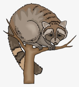 Free Raccoon Clipart - Free Images Clipart Raccoon, HD Png Download, Transparent PNG