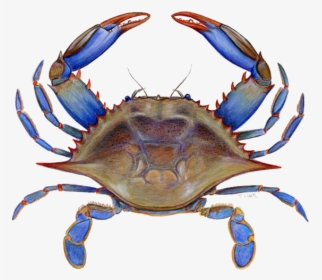 Crab Png Picture - Maryland Blue Crab Clipart, Transparent Png, Transparent PNG