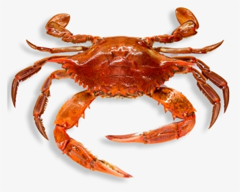 Crab Png - Crabs Png, Transparent Png, Transparent PNG