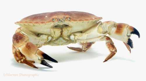 Crab Png Image - Transparent Background Crab Png, Png Download, Transparent PNG