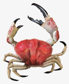 Crab Png Picture - Giant Crab South Australia, Transparent Png, Transparent PNG