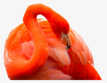 Animal, Bird, Flamingo, Feather, Red, Bill, Exotic - Animales Exoticos Png, Transparent Png, Transparent PNG