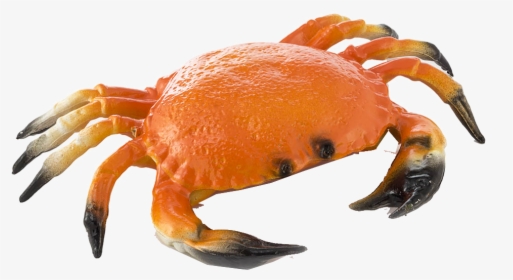 Crab Png Transparent Background - Transparent Image Of Crab, Png Download, Transparent PNG