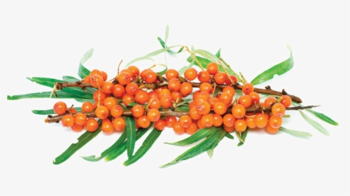 Sea Buckthorn Png Image Background - Orange Fruits And Vegetables, Transparent Png, Transparent PNG