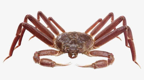 Crab Png - Spider Crab Transparent Background, Png Download, Transparent PNG