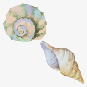 Conch,shell,sea Snail,conch,watercolor - Transparent Watercolor Sea Shell, HD Png Download, Transparent PNG