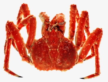 Transparent Hermit Crab Clipart - Red King Crab Png, Png Download, Transparent PNG