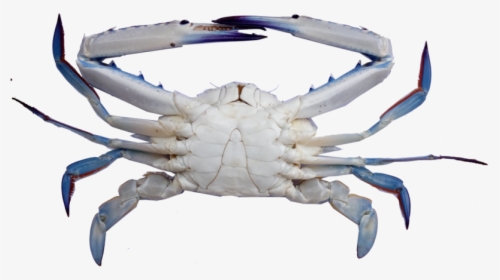 Crab - Blue Swimming Crab Png, Transparent Png, Transparent PNG