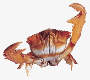 Crab Png Transparent Images - Transparent Background Crab Png, Png Download, Transparent PNG