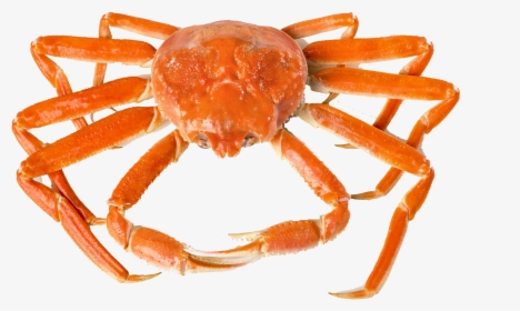 Crab Png Free Background - Freshwater Crab, Transparent Png, Transparent PNG